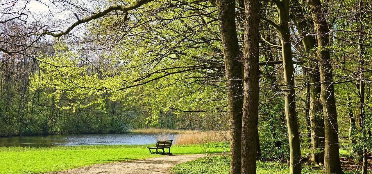 A beautiful park with trees, grass, water and a bench