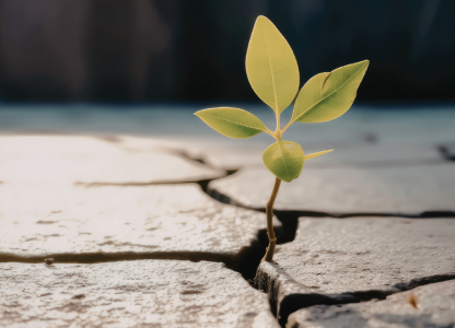 Free Training: Building Resilience in Your Charity - A Guide for Trustees